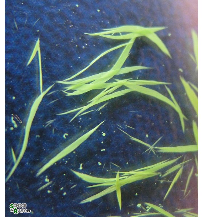Aphanizomenon flos-aquae