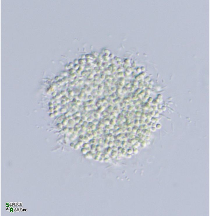 Aphanocapsa incerta
