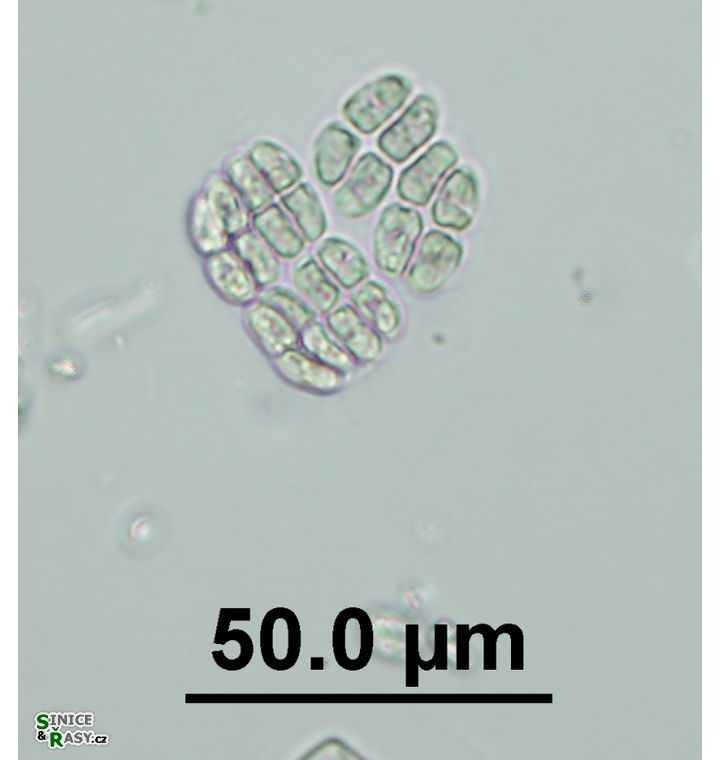 Willea irregularis