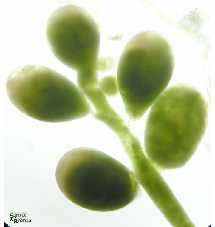 Halimeda
