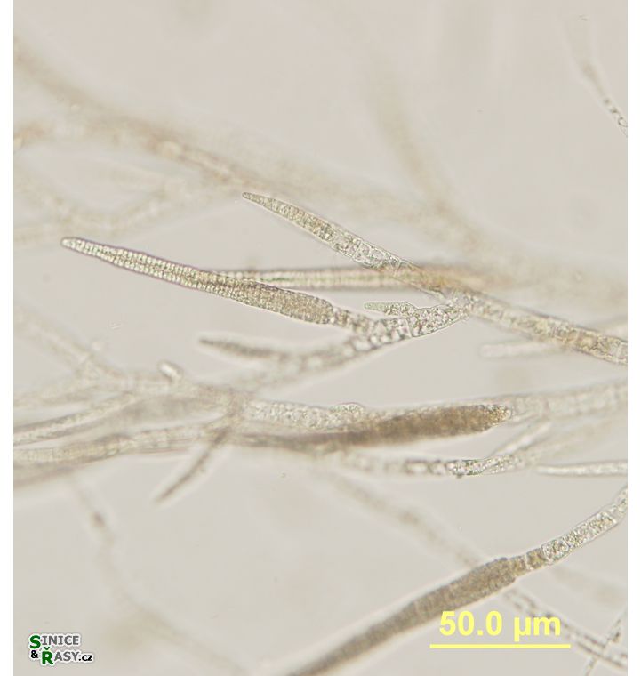 Ectocarpus siliculosus