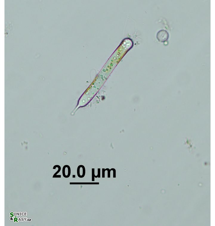 Characiopsis sublinearis