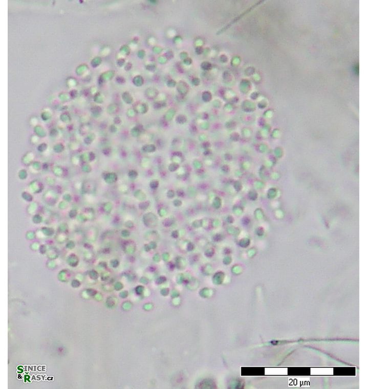 Aphanocapsa conferta