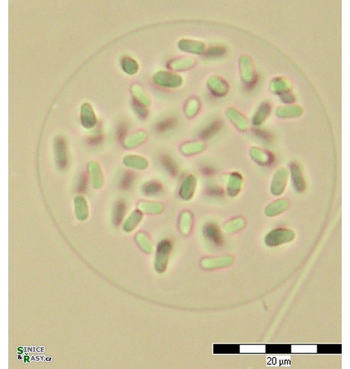 Gloeothece opalothecata