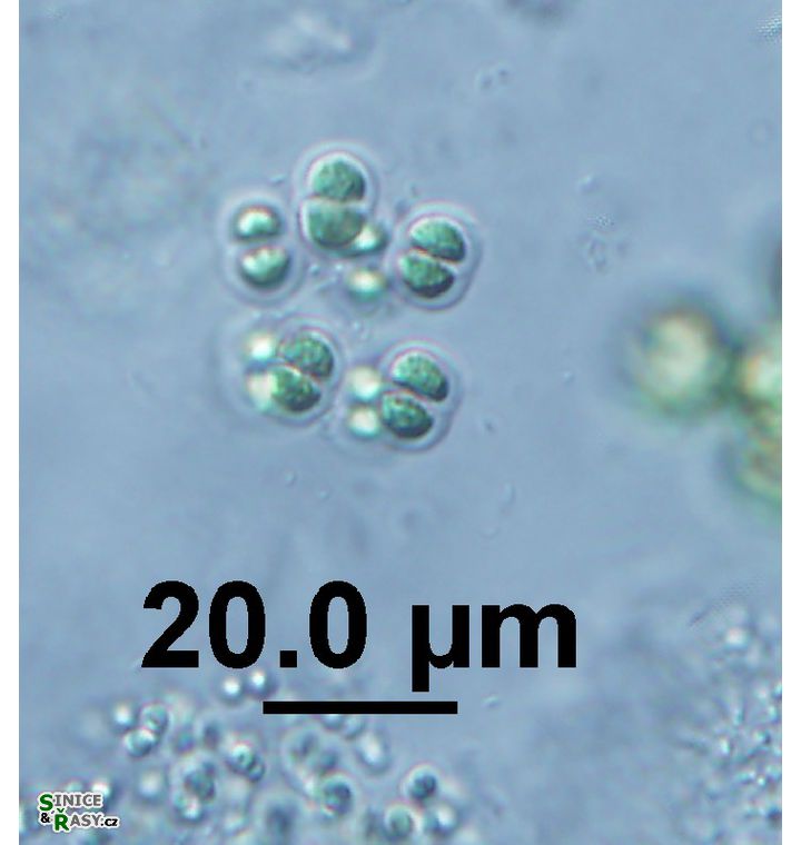 Limnococcus limneticus