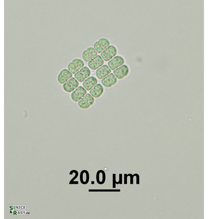 Merismopedia angularis