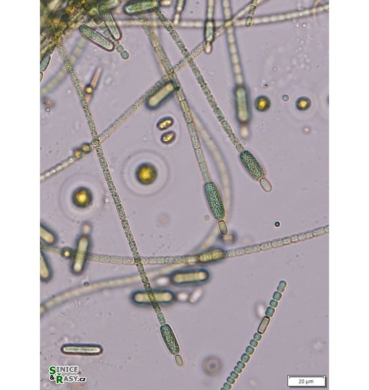 Cylindrospermum stagnale