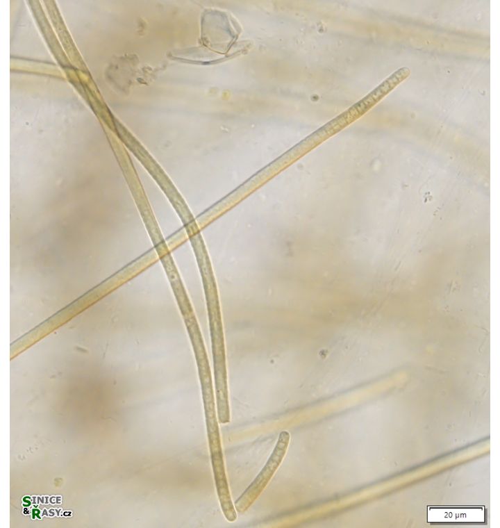 Anagnostidinema amphibium 