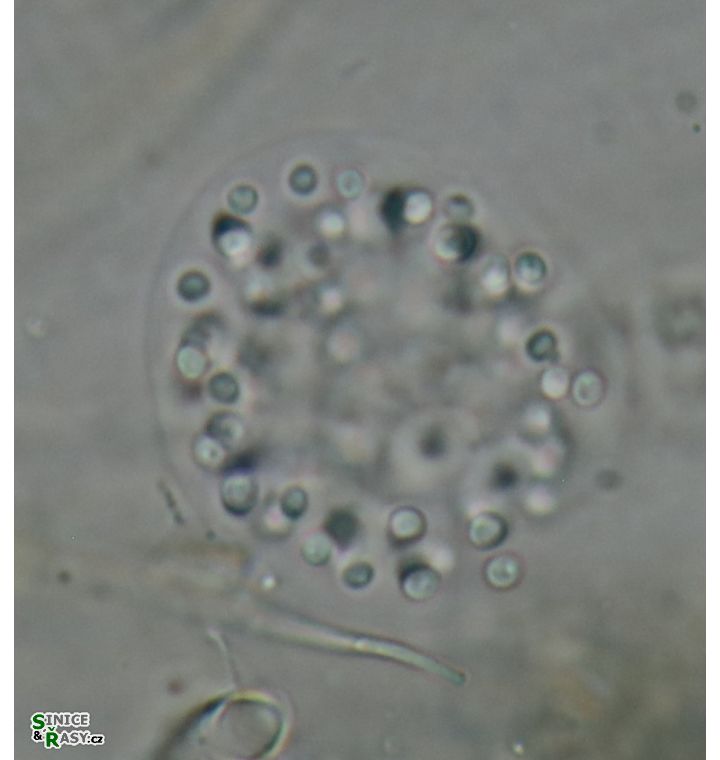 Aphanocapsa grevillei