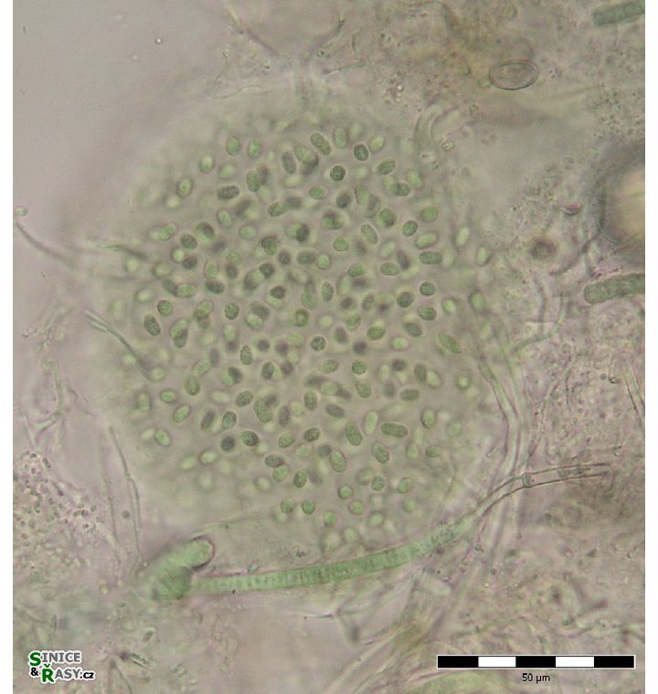 Aphanothece variabilis