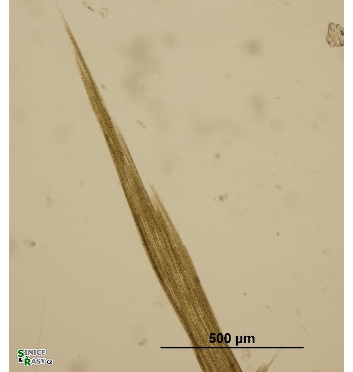 Aphanizomenon flos-aquae