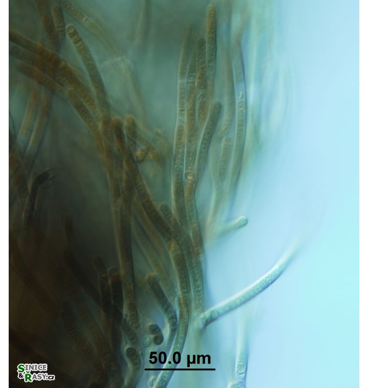Tolypothrix rivularis