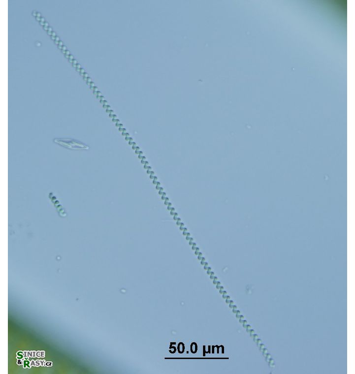 Spirulina major