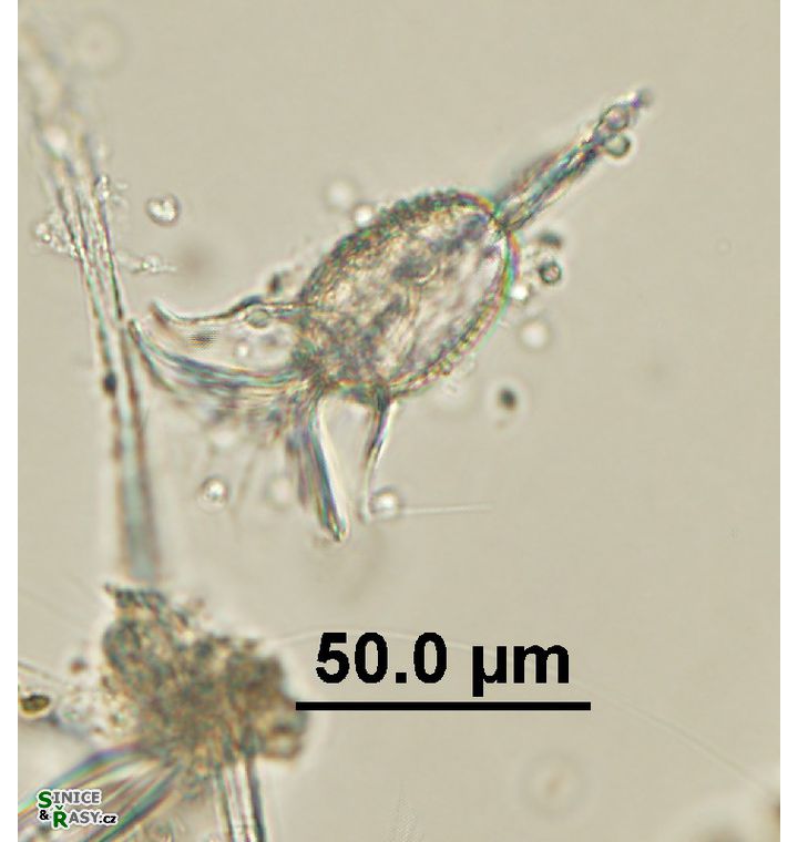 Ornithocercus sp. 