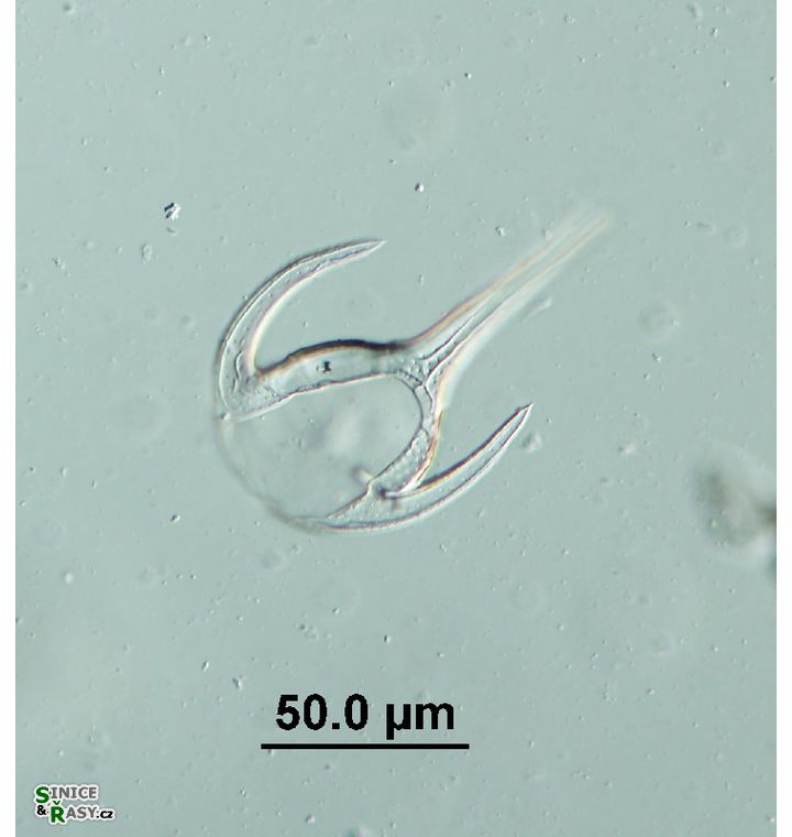 Tripos bucephalum 