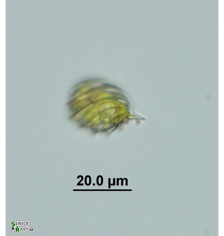 Monomorphina pyrum