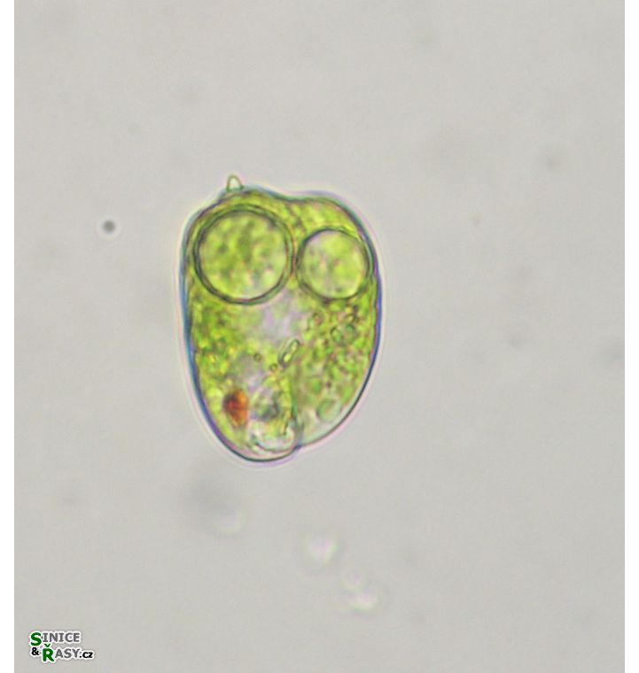 Phacus curvicauda