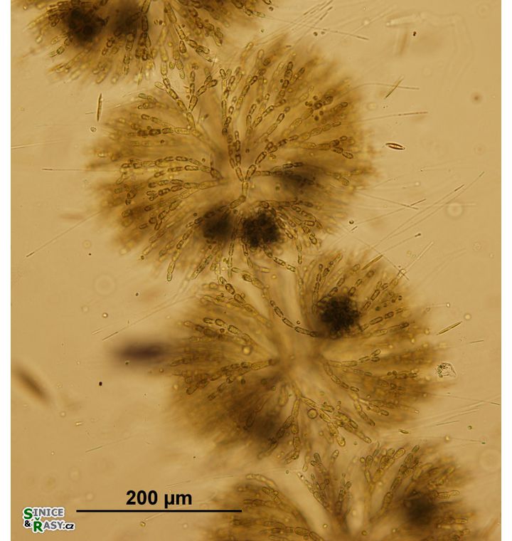 Batrachospermum turfosum