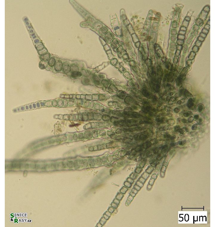 Compsopogon