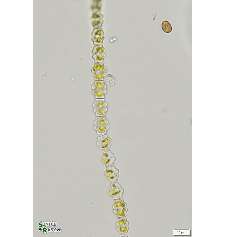 Spondylosium pulchellum