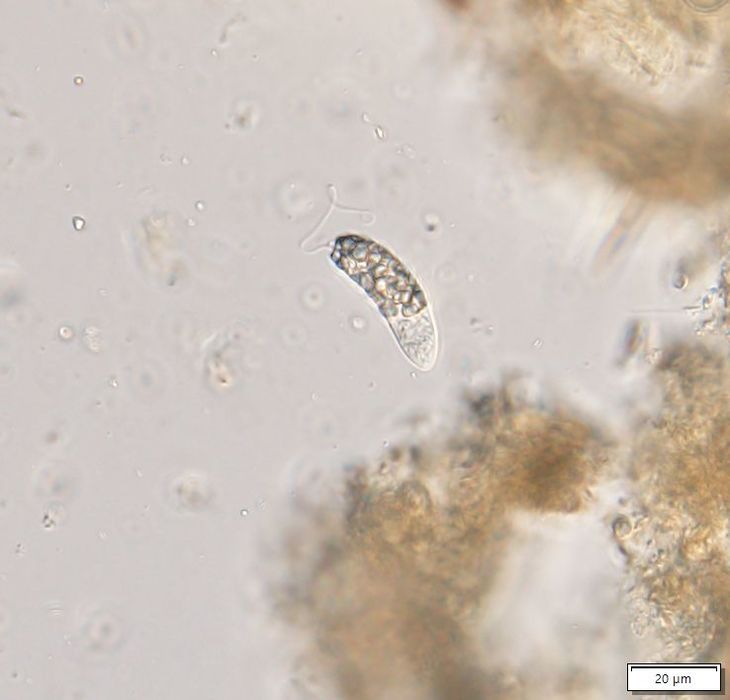 Distigma glabrum