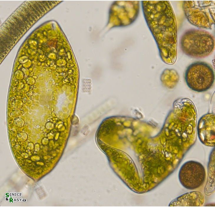 Euglena ehrenbergii