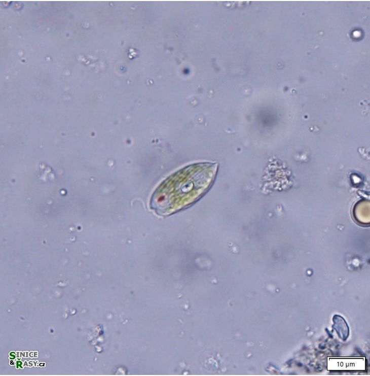 Phacus parvulus