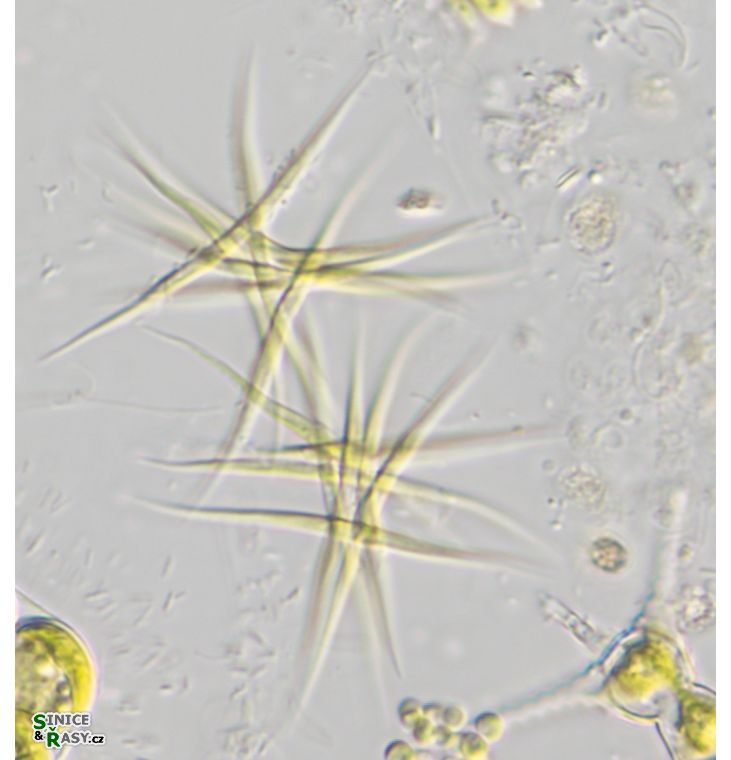 Ankistrodesmus fusiformis