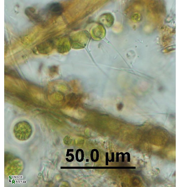 Aphanochaete sp.