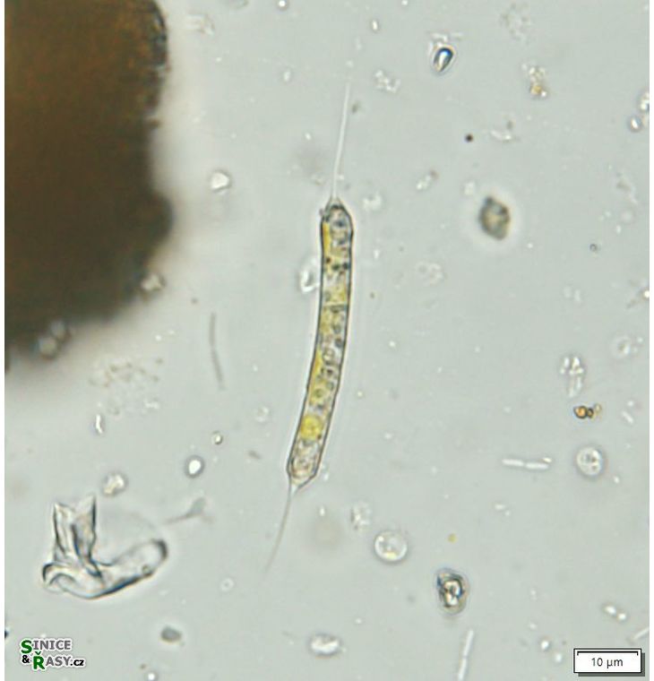 Centritractus