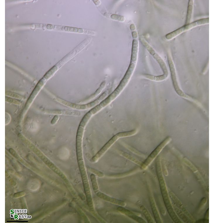cf. Phormidesmis 