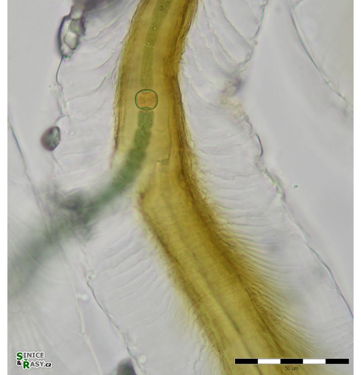 Petalonema alatum