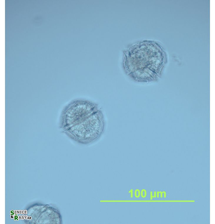 Peridinium willei