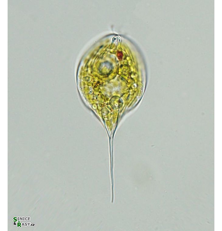 Phacus convexus