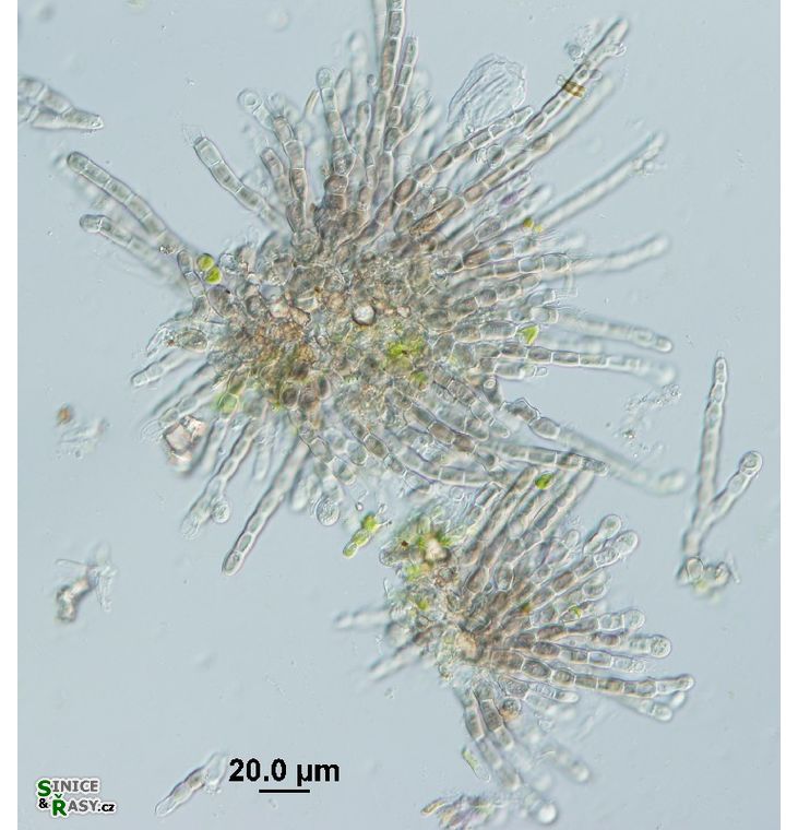 Audouinella hermanii 