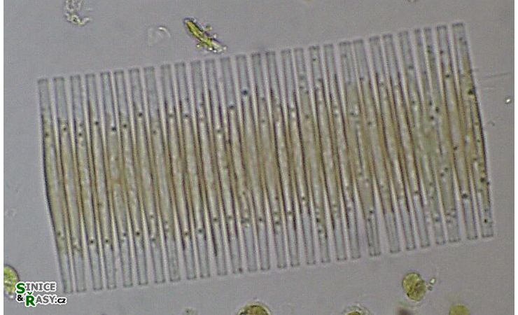 Fragilaria crotonensis