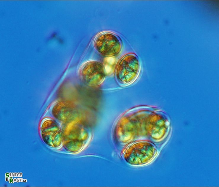 Oocystis marssonii