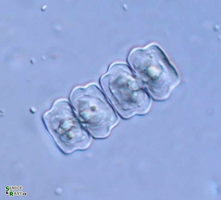 Cosmarium quadratulum