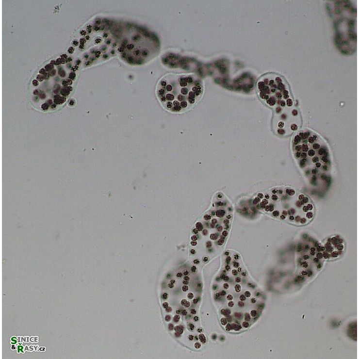 Microcystis wesenbergii