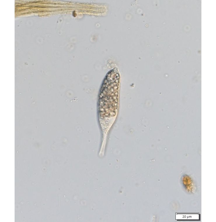 Distigma proteus