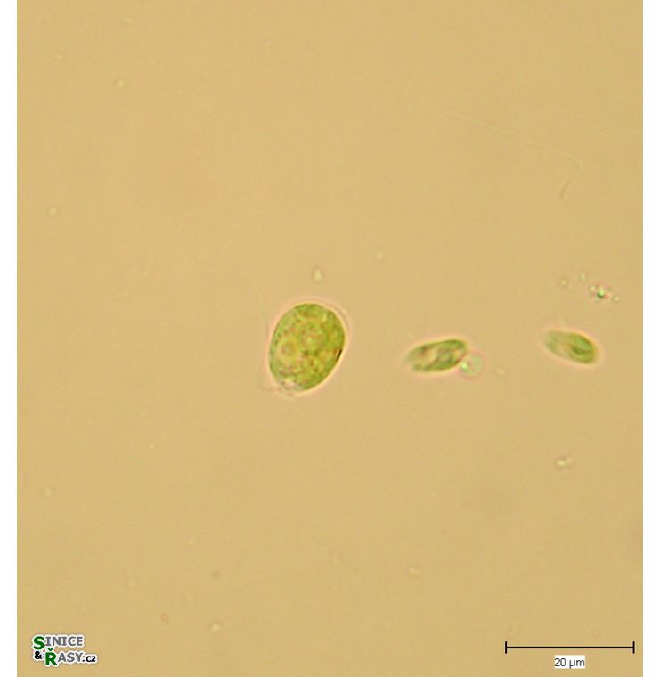 Chlamydomonas