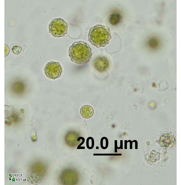 Chlamydomonas