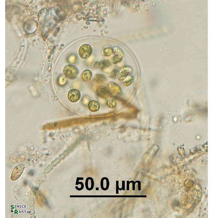 Chlamydomonas sp.