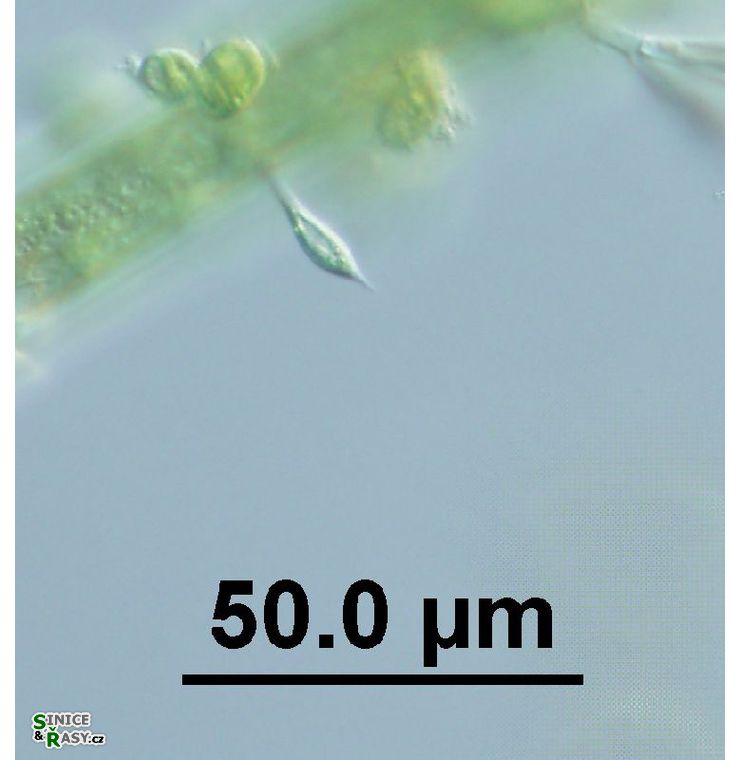 Characium ornithocephalum
