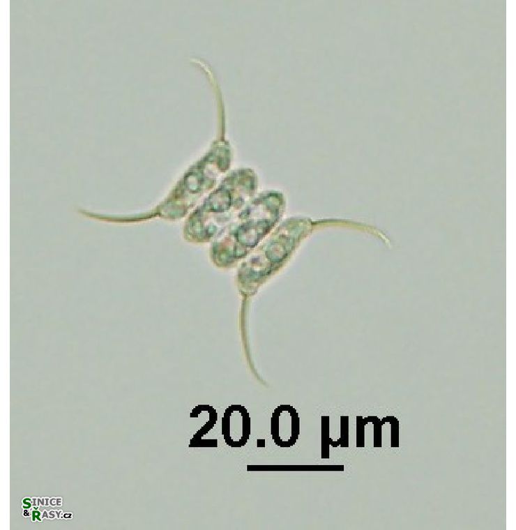 Desmodesmus communis