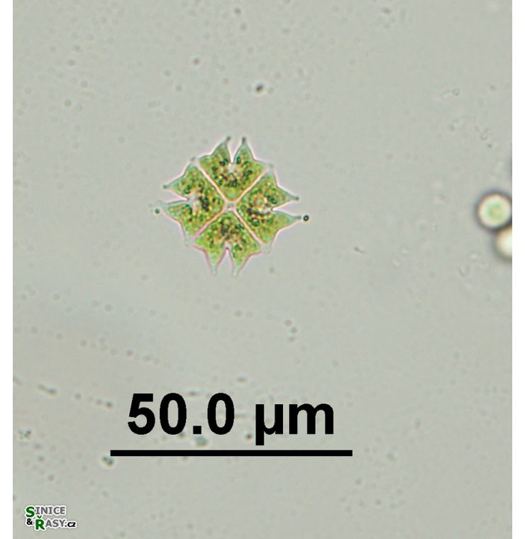 Pediastrum tetras