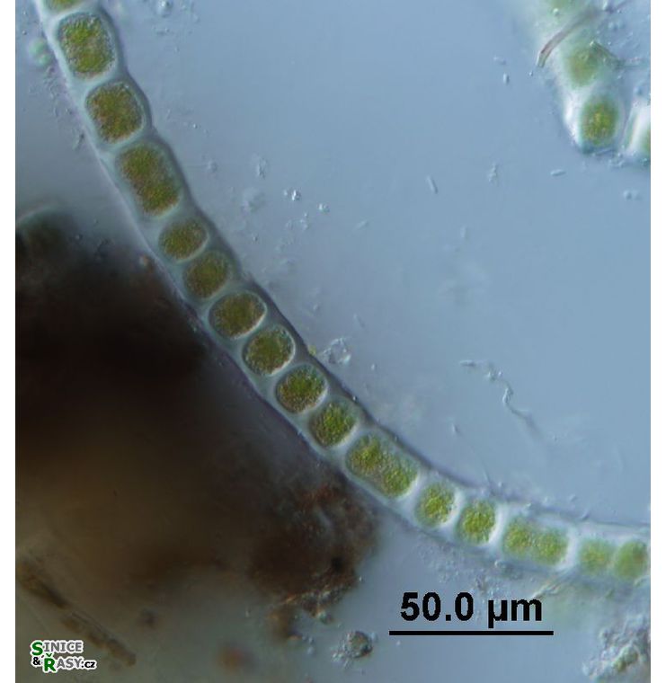 Cylindrocapsa geminella
