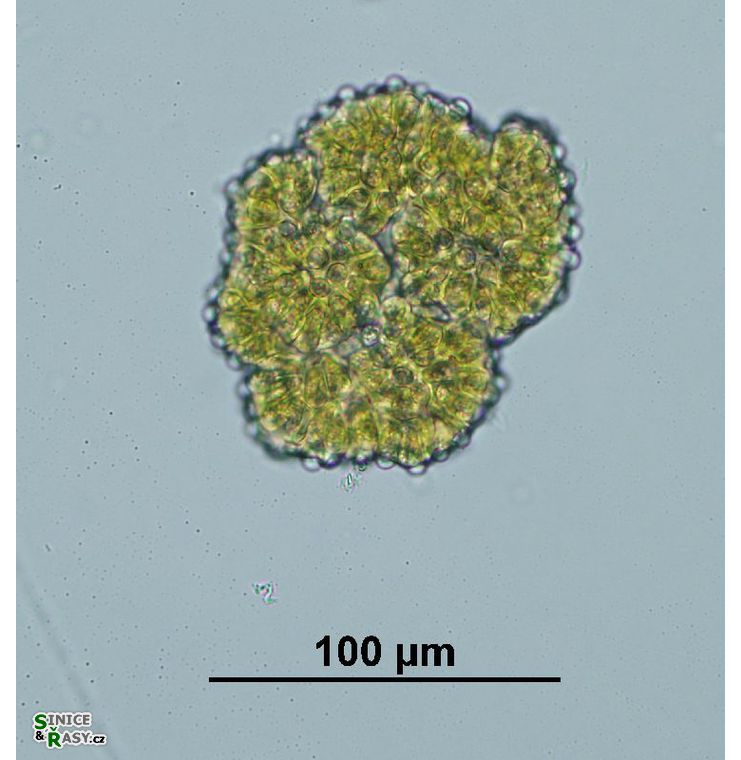 Botryococcus braunii