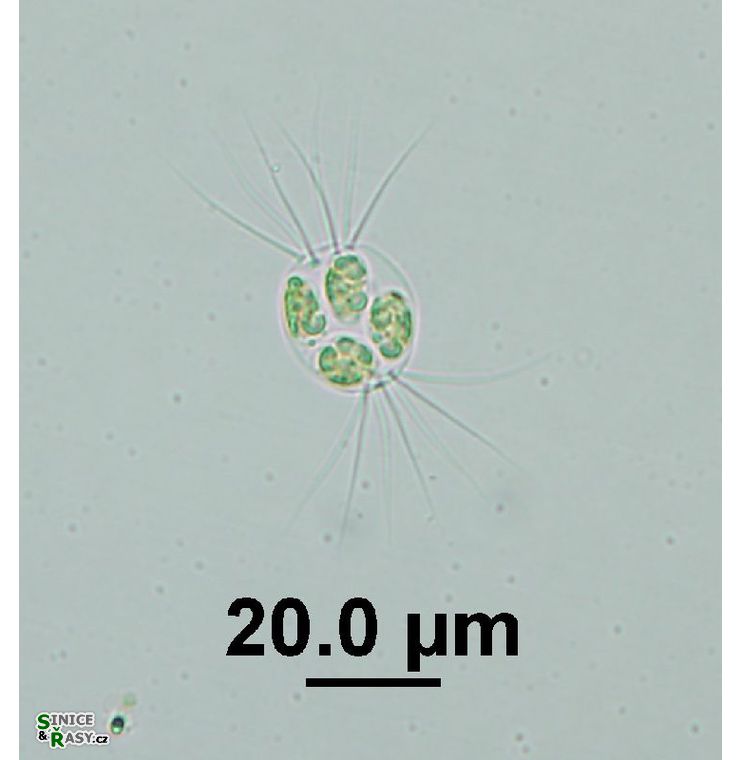 Lagerheimia ciliata