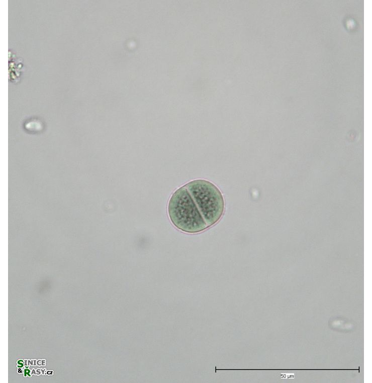 Chroococcus pulcherrimus